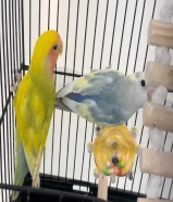 لوف بيرد روز الوان مميزه + قفص + 1 كيلو حبوب تقريبا + ملحقات + حبه عظم الحبار شامل التوصيل