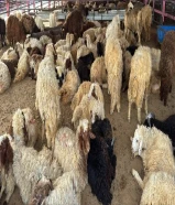 ذبايح شفالي