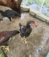 للبيع دياجه هندي صحة جيدة العمر 6 شهور