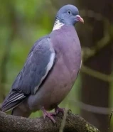 مطلوب حمام لندن