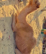 للبيع ناقه صفره رباع