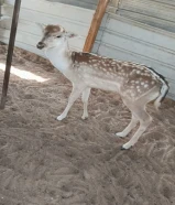 للبيع غزلان ذكر وأنثى