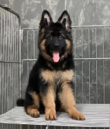 German Shepherd Puppies