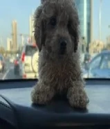 275 KWDكلبه بودل بنت مناسبه مع الاطفال تحب