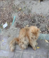 قط شيرازي انقاذ أخذته العياده والحمد لله حالته زينه بس محتاج بتغسل اللي يتبناه جزاه الله خير