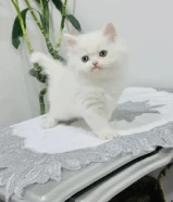 كيتن سكوتش فولد وانواع جميله