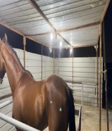 للبيع احصان فرنسي