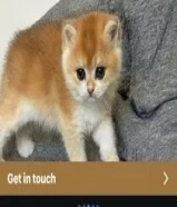 مطلوب تبني قط سكوتش ستريت تبني عمر 5-8