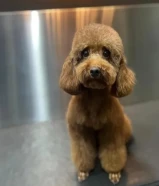 كلب توي بودل انثى بيور