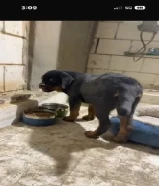 كلب روت ويلر العمر اربع اشهر قابل للتعليم