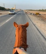 فرس انجليزي على المنظور شرط السلم