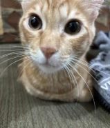 Male 6 month old Ginger cat for sale (f)r(e)e) please adopt and take care of