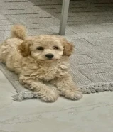 جرو بودل عمر شهرين