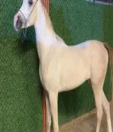 حصان بولش بفرنسي معسوف51721141