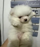 For sale male and femsle