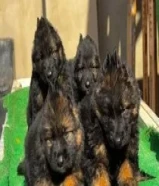 300 KWDجراوي جيرمن شيبرد german shepherd puppies for sale