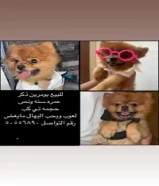 للبيع ذكر بومرين تيكب بيور