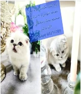 قطط سكوتش فولد بيور