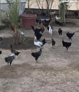 دجاج عربي للبيع اعمار 6 شهور
