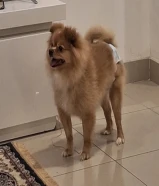 كلاب بوميرينيان