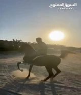 مربط الفارس للخيول العربيه إيواء الخيل