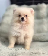 Quality bear type Pomeranian puppy