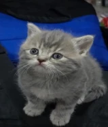 للبيع كيتن سكوتش ستريت الوان نادره مستوى عالي عمرهم شهر