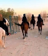 مدرسة لتدريب على الخيل + ربط ايواء949853X