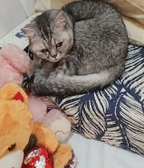 قطط للبيع العمر اقل من سنتين