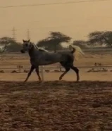 للبيع حصان مصري بلدي