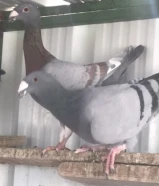 للبيع حمام ودجاج