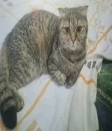 Scottish mix female cat for adoption in hawally