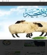 قصاب لذبح الاضحية