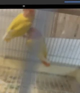 للبيع لاف بيرد وكناري افحل