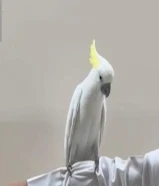 كوكاتو للبيع سلفر