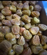 مفتل ملكي اشقر