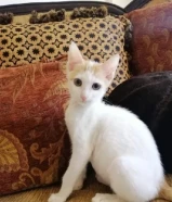 قط ذكر بعمر الشهر وثلاث اسابيع