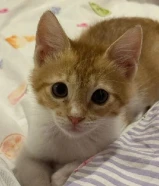 قط ذكر خمس اشهر نظيف ومدرب للتبني