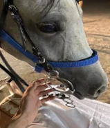 حصان بلدي عالسوم شرط السلم