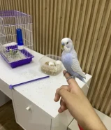بيع طيور حب البادجي بصحه ممتازه جداً و ربوه و اليف حيلل