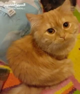 Priceقطتين ذكور عمر سنه للتبني متطعمين ونظاف مع اغراضهم Two male cats for adoption vaccinated