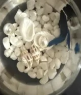 سمكه برونزيه