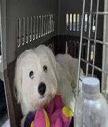 150 KWDكلب مالتيز تسع شهور Maltese dog 9 months old for sale