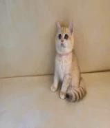 للبيع كيتن نثية بريتش قولد