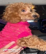 توي بودل بيور