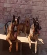 جيرمن ذكر ونثيه