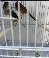 للبيع زوج كناري همداني