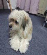 This puppy knows how to bathe and knows how to go to the bathroom when he needs to.