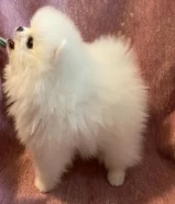 awesome Pomeranian