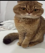 للتبني قطاوة ذكور وايناث سبب التبني انتقال بيت جديد للتواصل